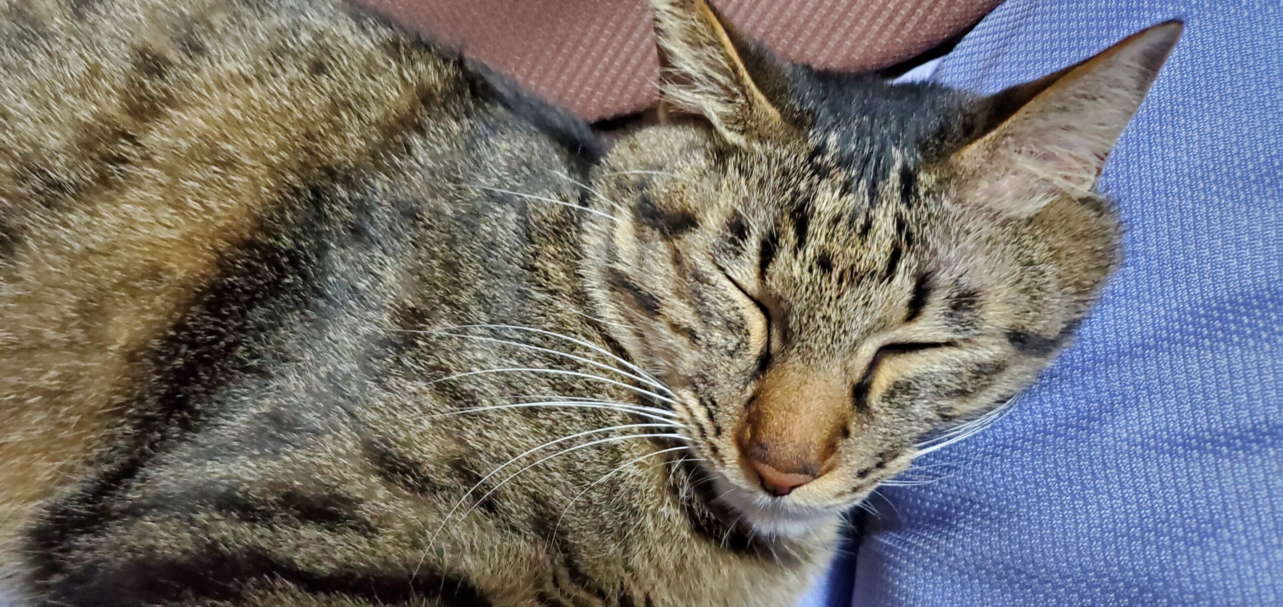 カトラスブログ - ゲームと日常の記録